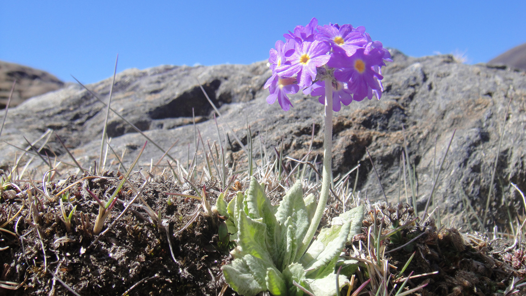 Primula Flower  Everest