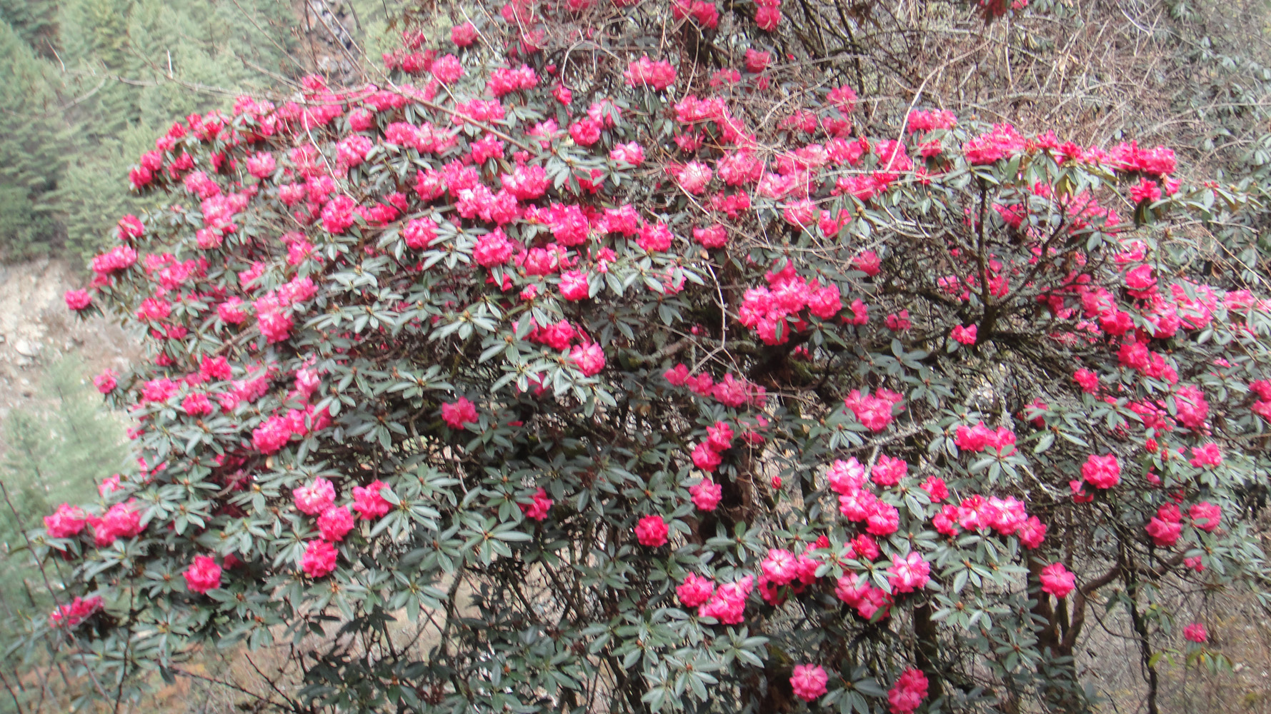 Rhodondron Flower Everest